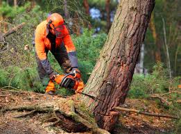 Best Firewood Processing and Delivery  in Benld, IL
